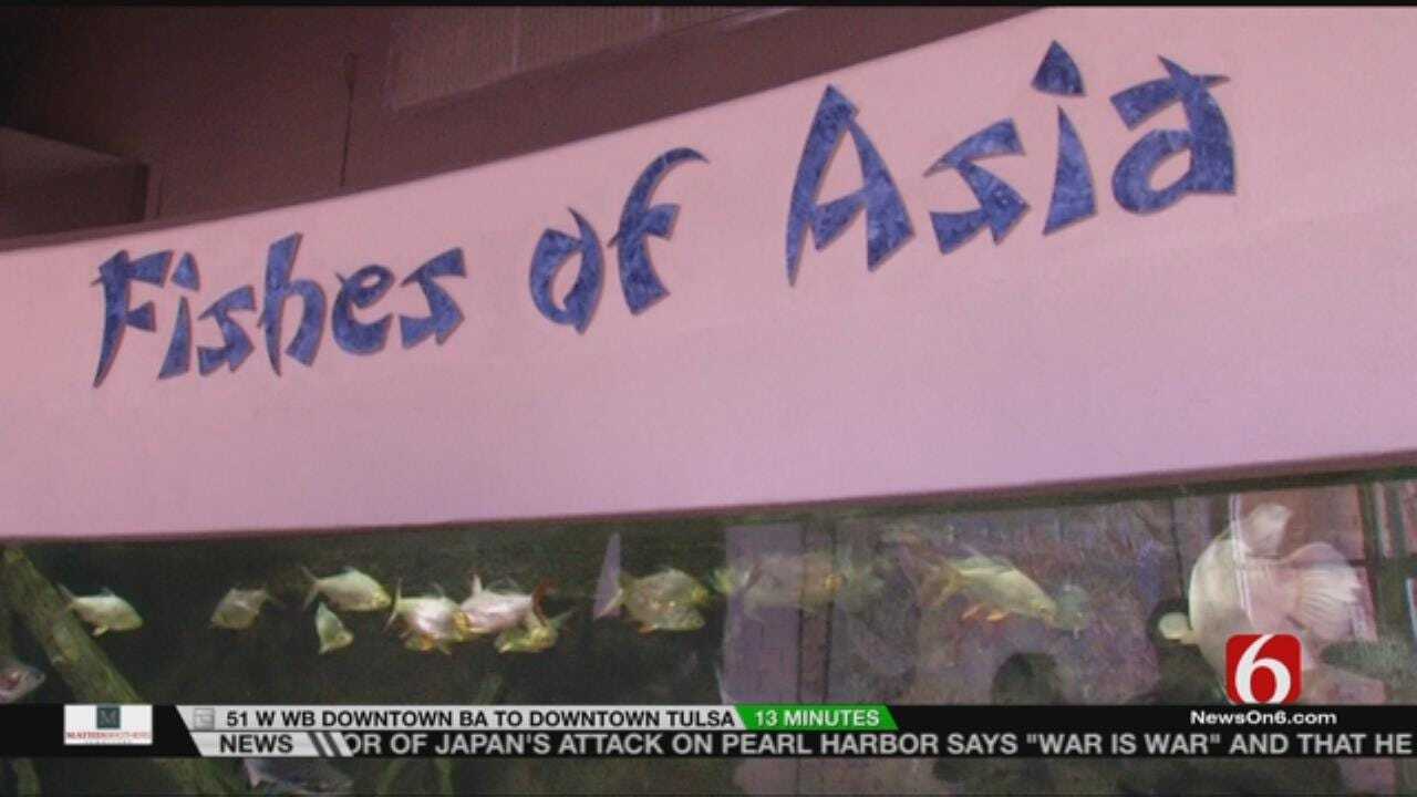 Wild Wednesday: Visiting The Fishes Of Asia Exhibit At The Tulsa Zoo