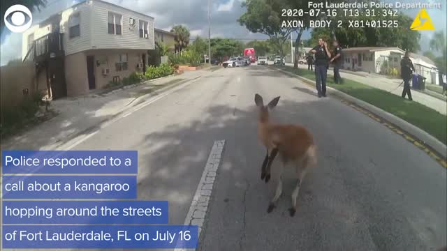 Police In Florida Capture Runaway Kangaroo