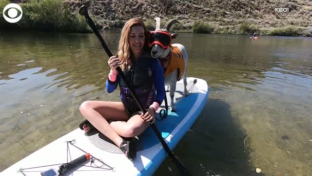 Watch: A Goat Takes Up Paddleboarding