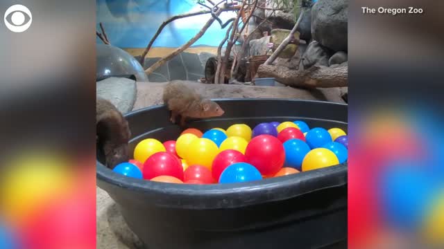 WATCH: Mongooses Play In Ball Pit