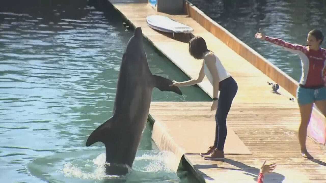 Man Uses Dolphin To Propose To Fiance