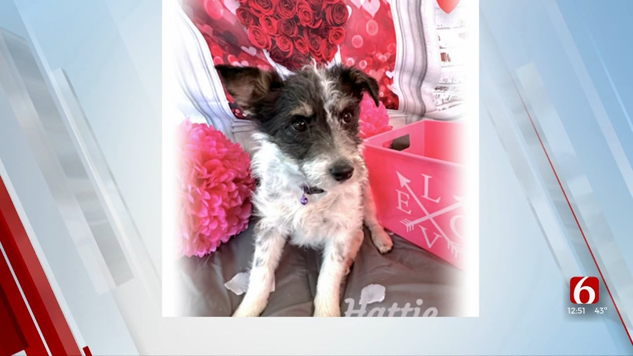 Pet of the Week: Hattie The Jack Russell Terrier Mix
