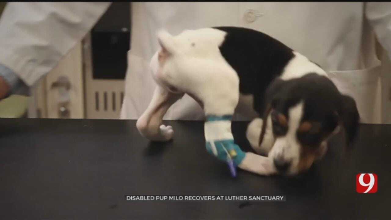 Puppy Recovers At Luther Sanctuary After Successful Surgery At OSU