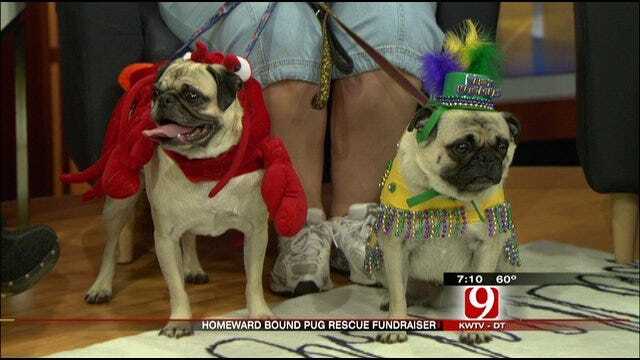 News 9 Talks To Local Pug Rescue Group