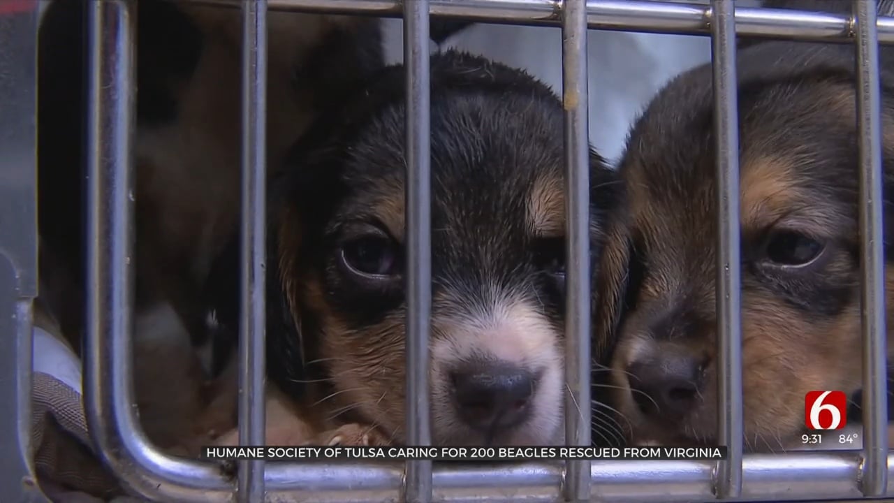 Humane Society Of Tulsa Caring For 200 Beagles Rescued From Virginia