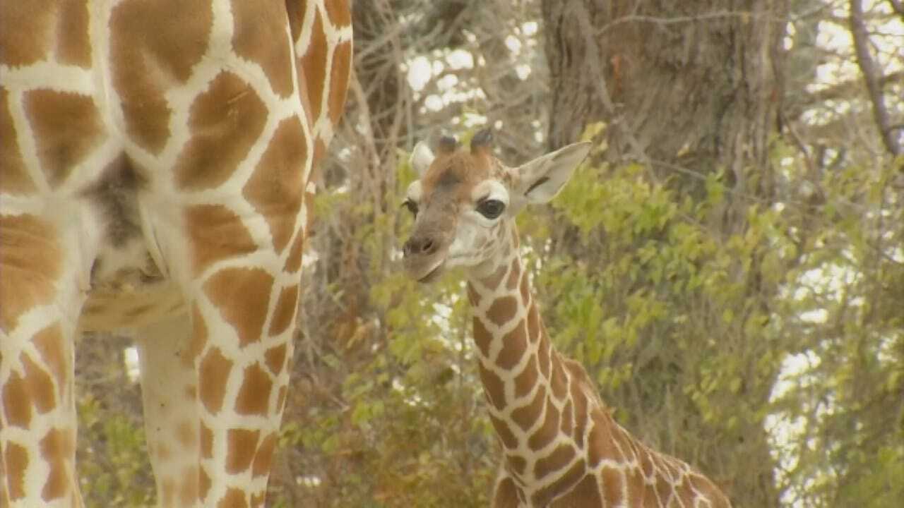 WEB EXTRA: Baby Giraffe Makes Debut At OKC Zoo