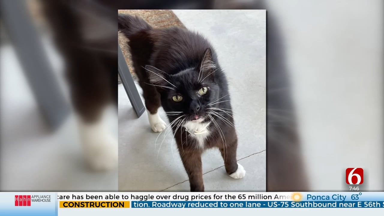 Cat Missing From Kansas Found Alive 10 Years Later In North Carolina