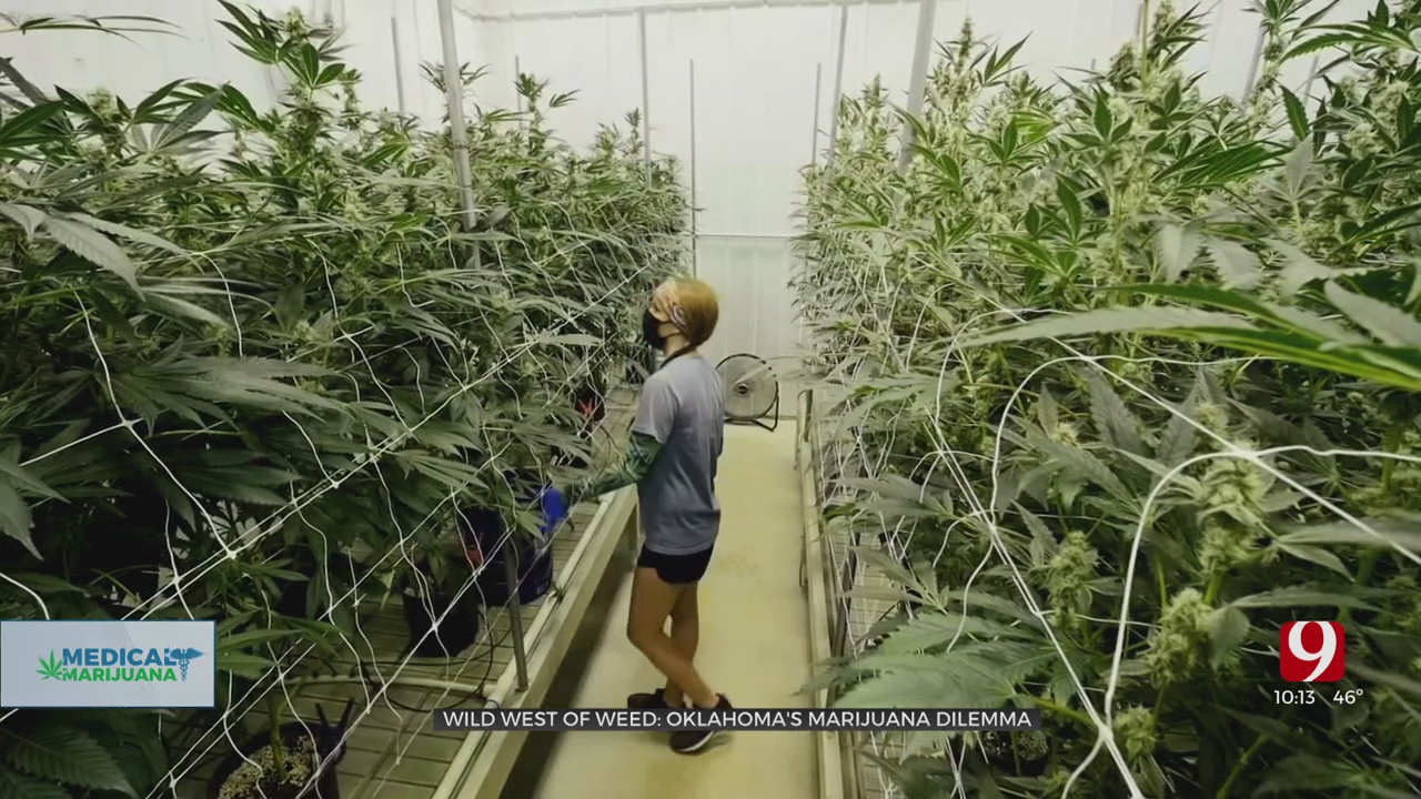 Wild West Of Weed: Oklahoma Struggles To Regulate Booming Medical Marijuana Industry 