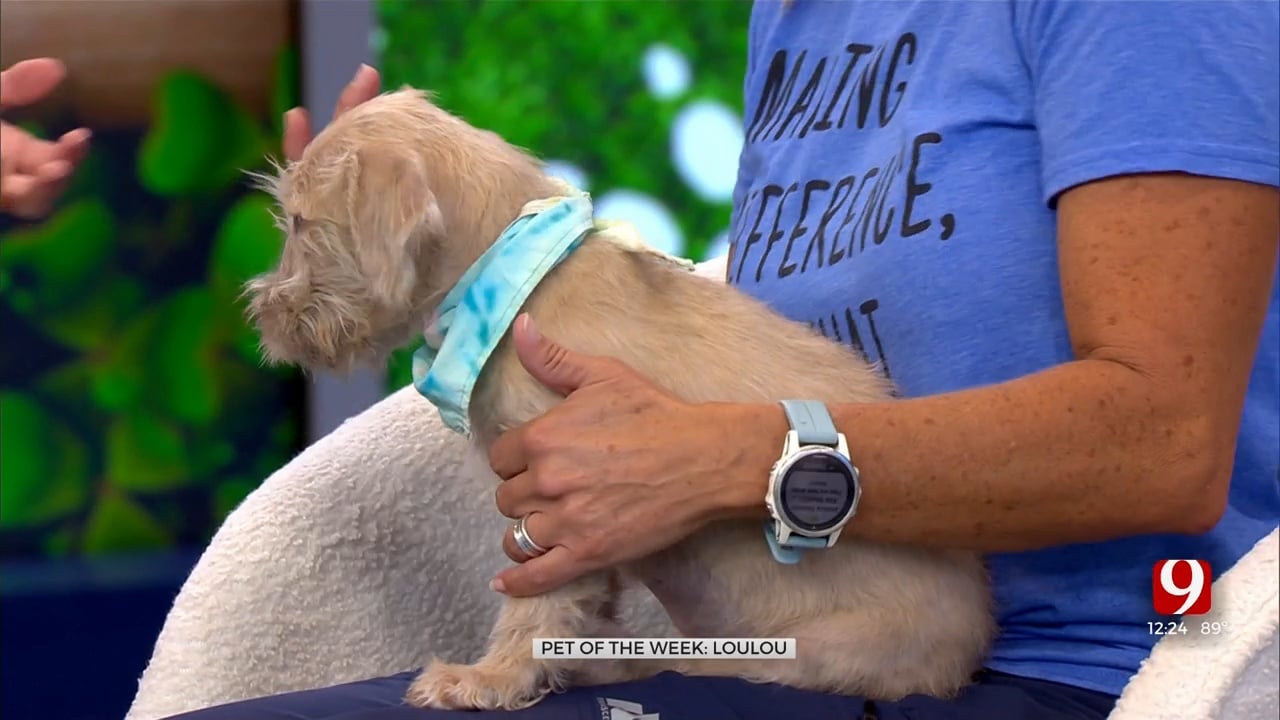 Pet Of The Week: Loulou