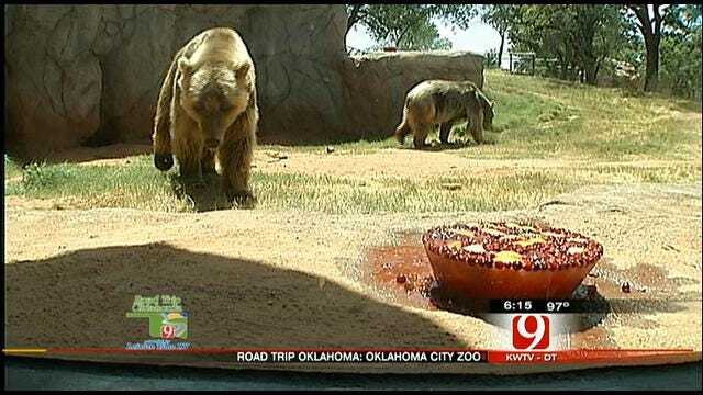 Road Trip Oklahoma: Gentle Giants At The OKC Zoo