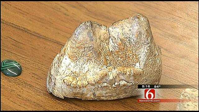 Council Hill Students Study Million-Year-Old Fossil