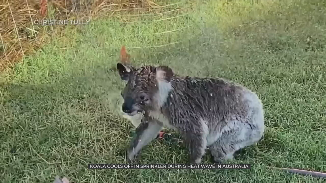 Watch: Australian Koala Cools Off In Sprinkler 