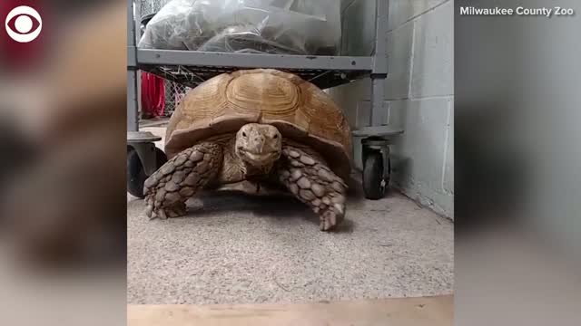 Watch: Tortoise Uses ‘Shell Car Wash’