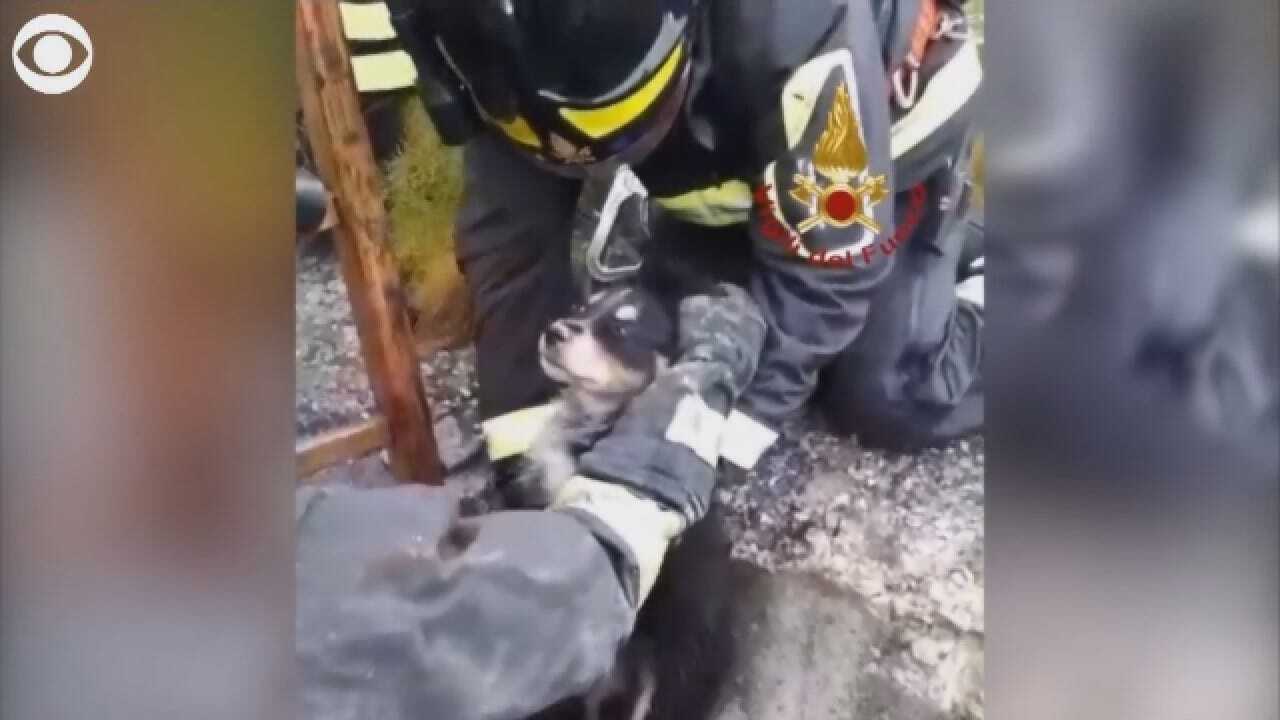 Firefighters Rescue Puppy From Well