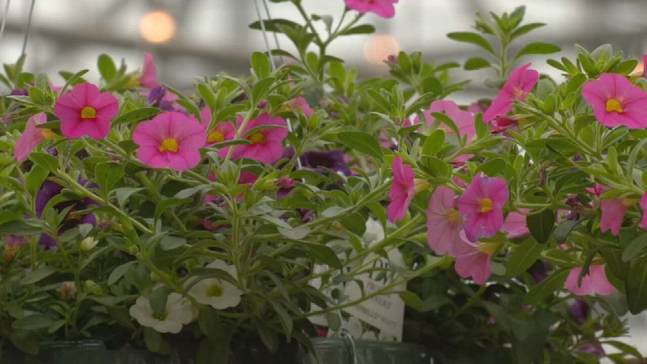 Some Plants At Risk Of Damage Following Freezing Temperatures