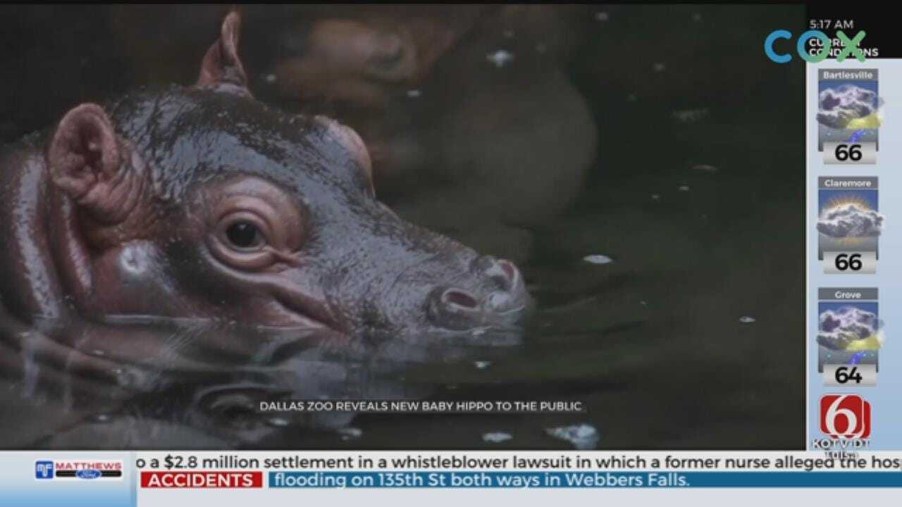 WATCH: Baby Hippo Makes Its Debut