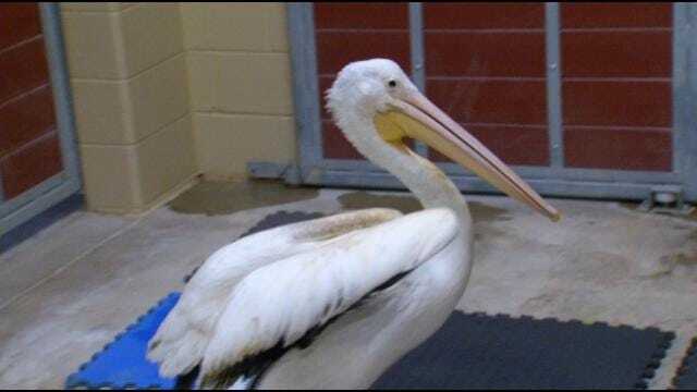 Wild Wednesday: Nigel The Pelican