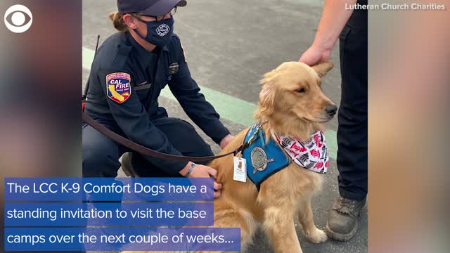 WATCH: Comfort Dogs Support California Firefighters
