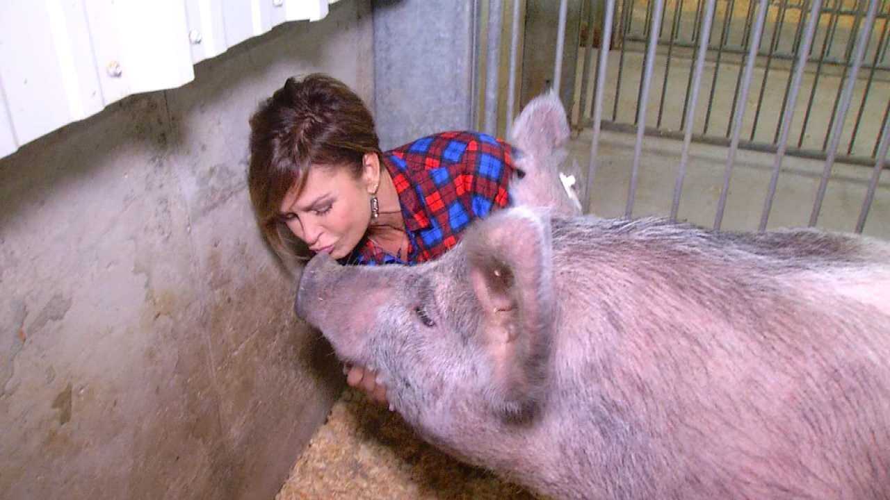 Lori Fullbright Kisses 'Blue' The Pig