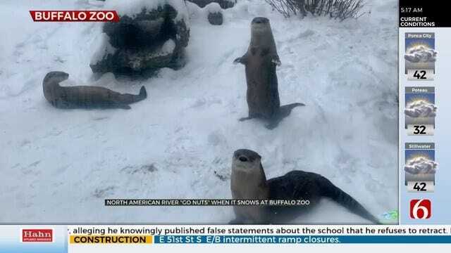 WATCH: Otters Have A Blast In The Snow
