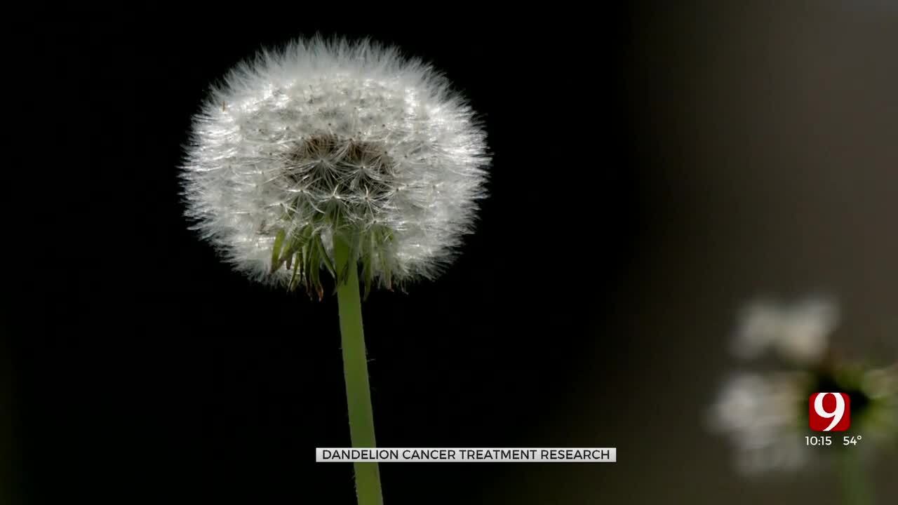 UCO Researchers Study Dandelions’ Potential To Treat Cancer