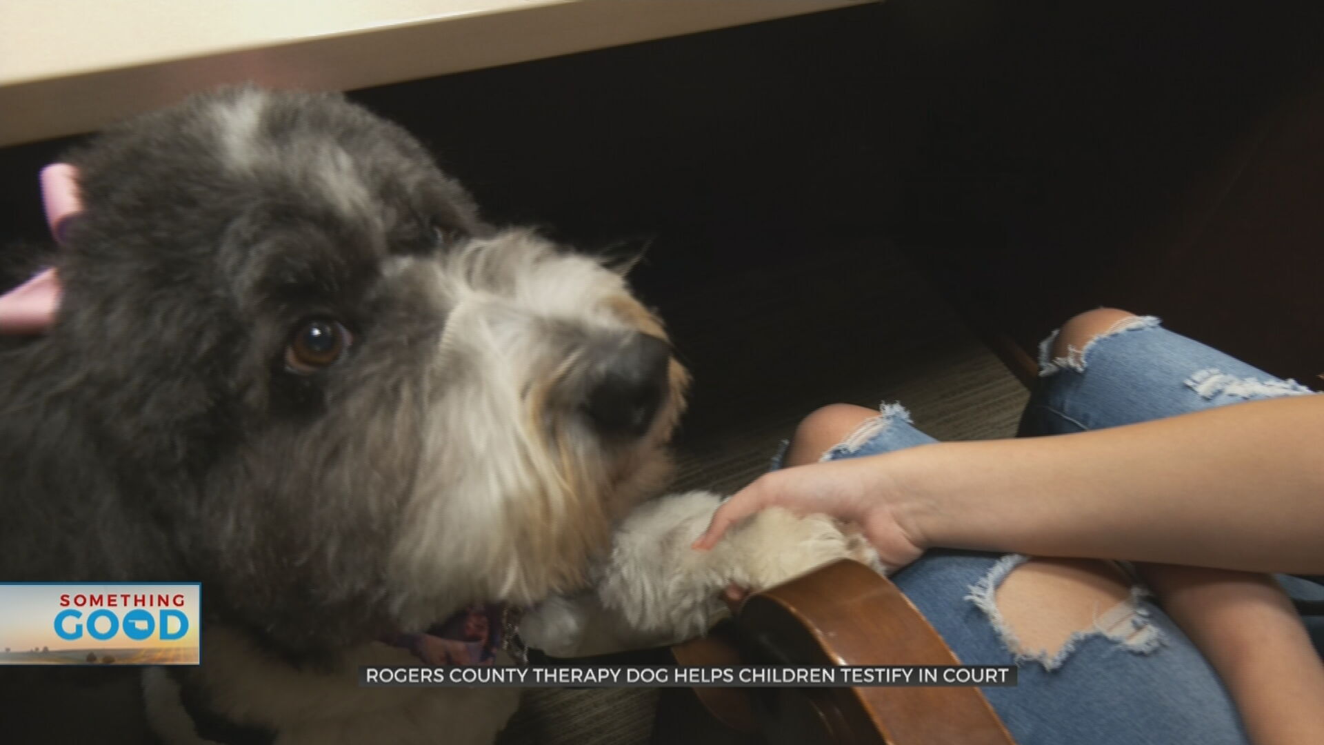 Rogers County Therapy Dog Comforts Children Testifying In Court 