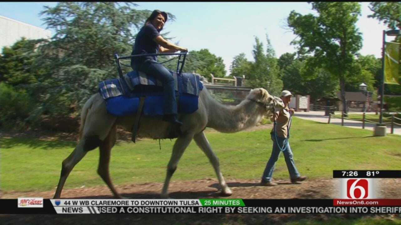 Wild Wednesday - LeAnne Taylor Takes A Camel Ride At The Tulsa Zoo