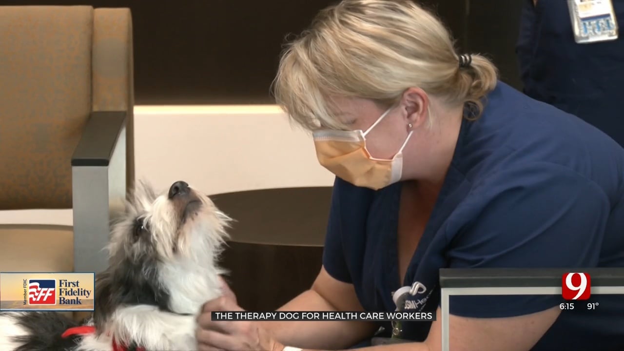 Working Dog: Furry Friend Helps Relieve Stress For Metro Caregivers 