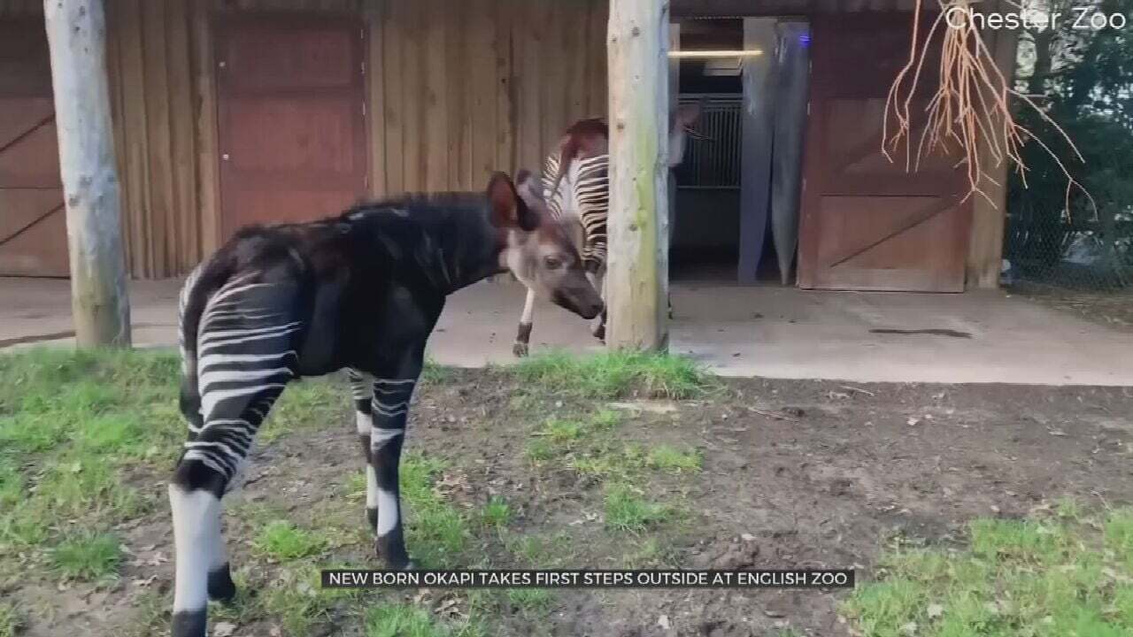 Watch: Zoo In Northwest England Welcomes Arrival Of Newborn Okapi Calf