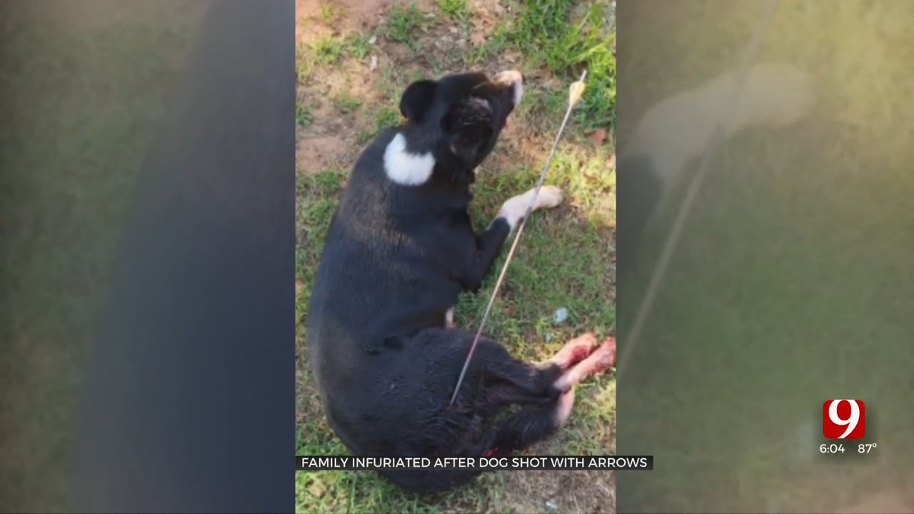 Shawnee Family Shocked After Dog Shot Twice With Bow & Arrow