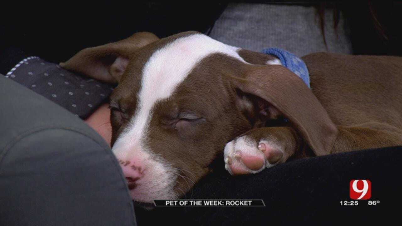 Pet of the Week: Rocket