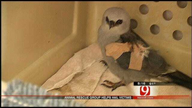 Birds Battered By Oklahoma Hail Storms