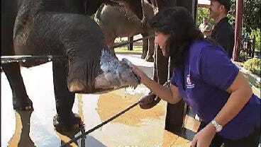 Outtakes: Six In The Morning Anchor Giving Zoo Elephants A Bath
