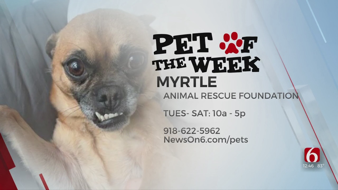 Pet of the Week: Myrtle the Chihuahua-Pug Mix