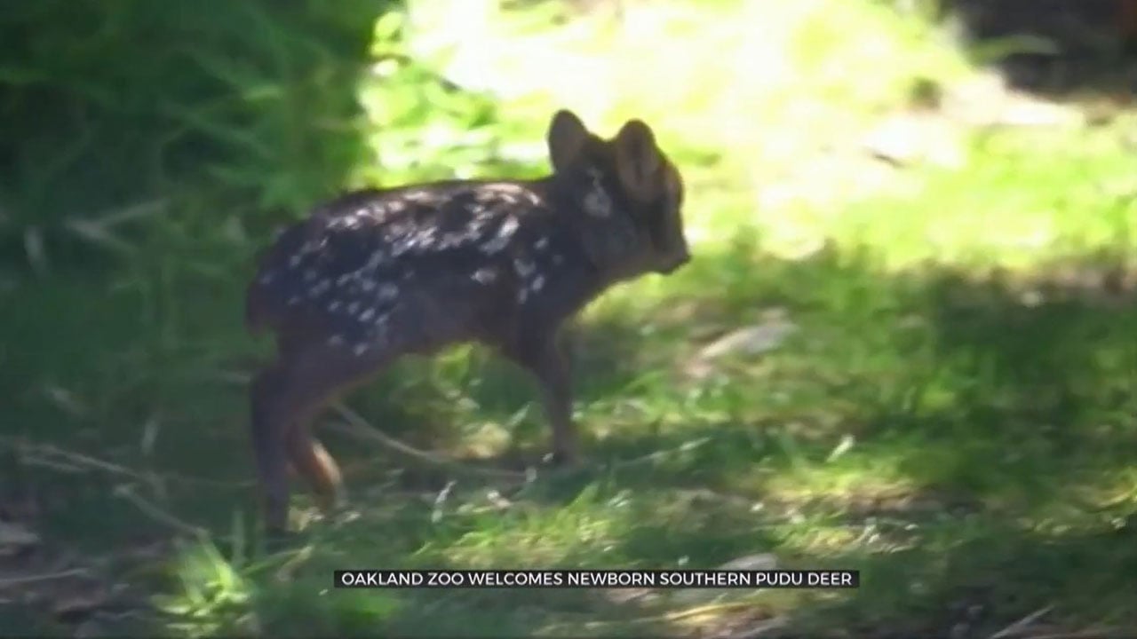 Oakland Zoo Welcomes Baby Southern Pudu Deer