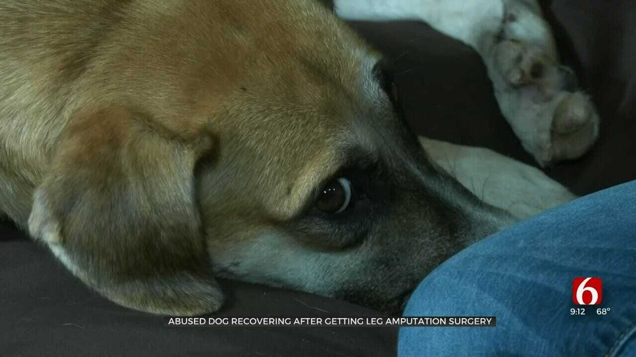 Dog Found In Locust Grove Recovers After Being Left For Dead
