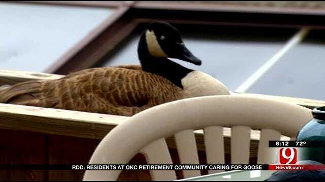 Red Dirt Diaries: Mother Goose Stands Guard At OKC Retirement Community
