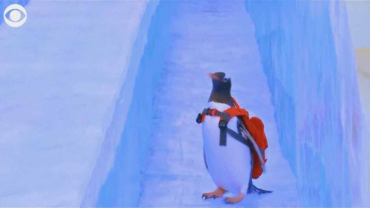Penguin Takes Turn Down Ice Slide
