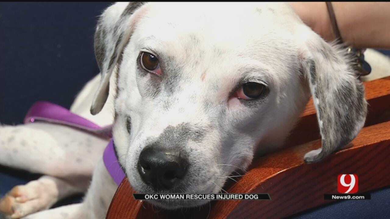 Woman Rescues Wounded, Starving Dog In SE OKC