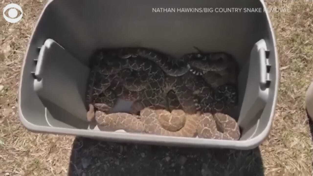 Company Removes 45 Rattle Snakes From Texas Home