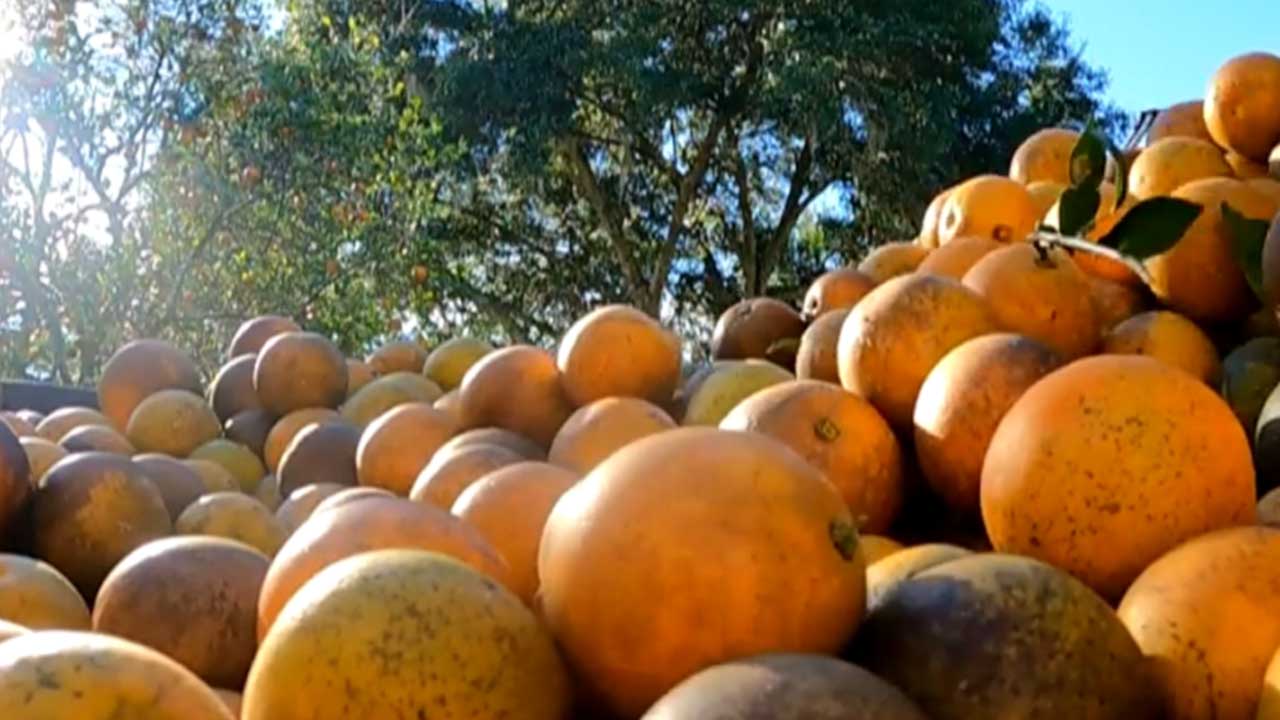 Why Orange Juice Prices Are Rising