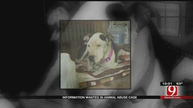 Dog Found Starved, Investigation Underway In Oklahoma County