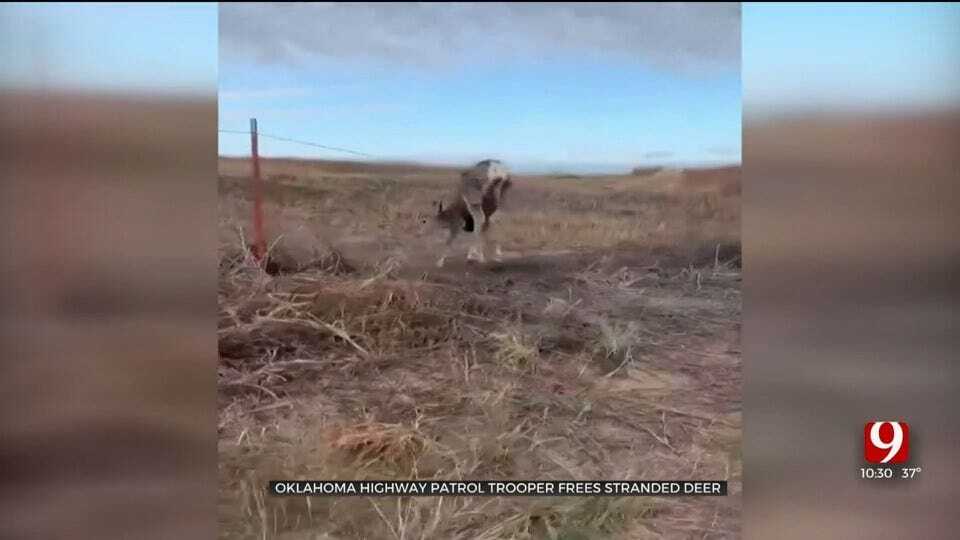 CAUGHT ON CAMERA: OHP Trooper Frees Stranded Deer