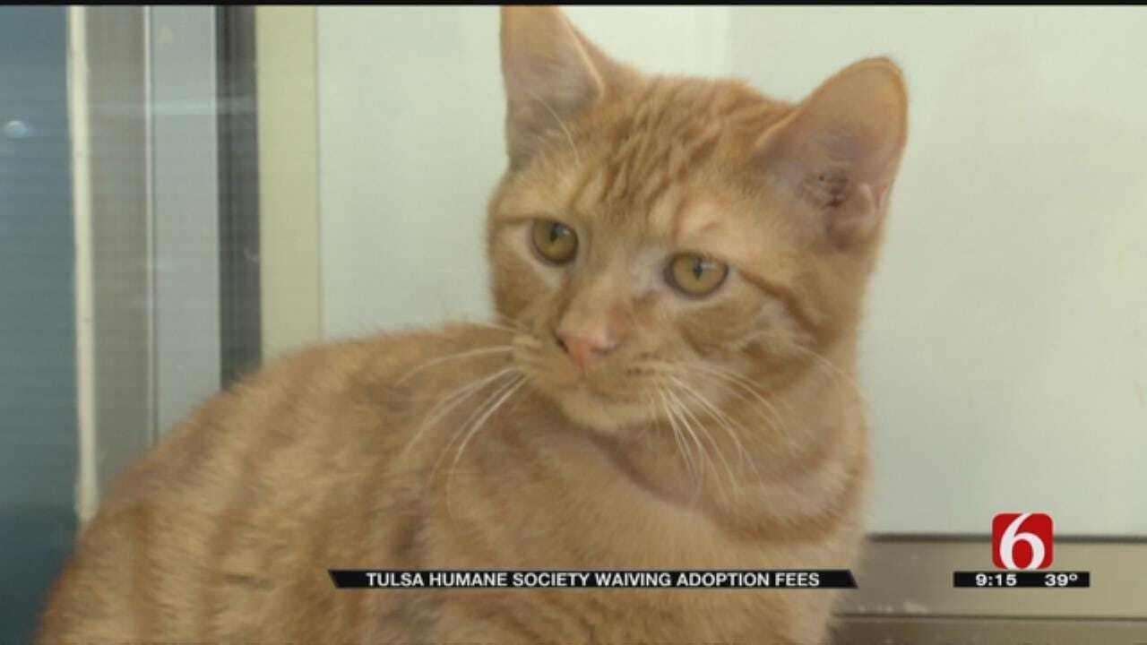 Tulsa Humane Society Waives Adoption Fees For Holidays