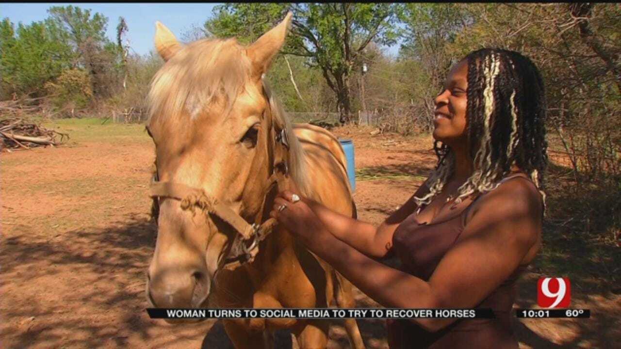 Two Horses, One Pregnant, Stolen In Metro Area