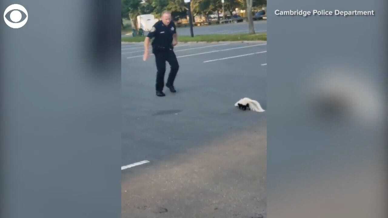 Officers Rescue Skunk From Yogurt Cup Stuck On Head