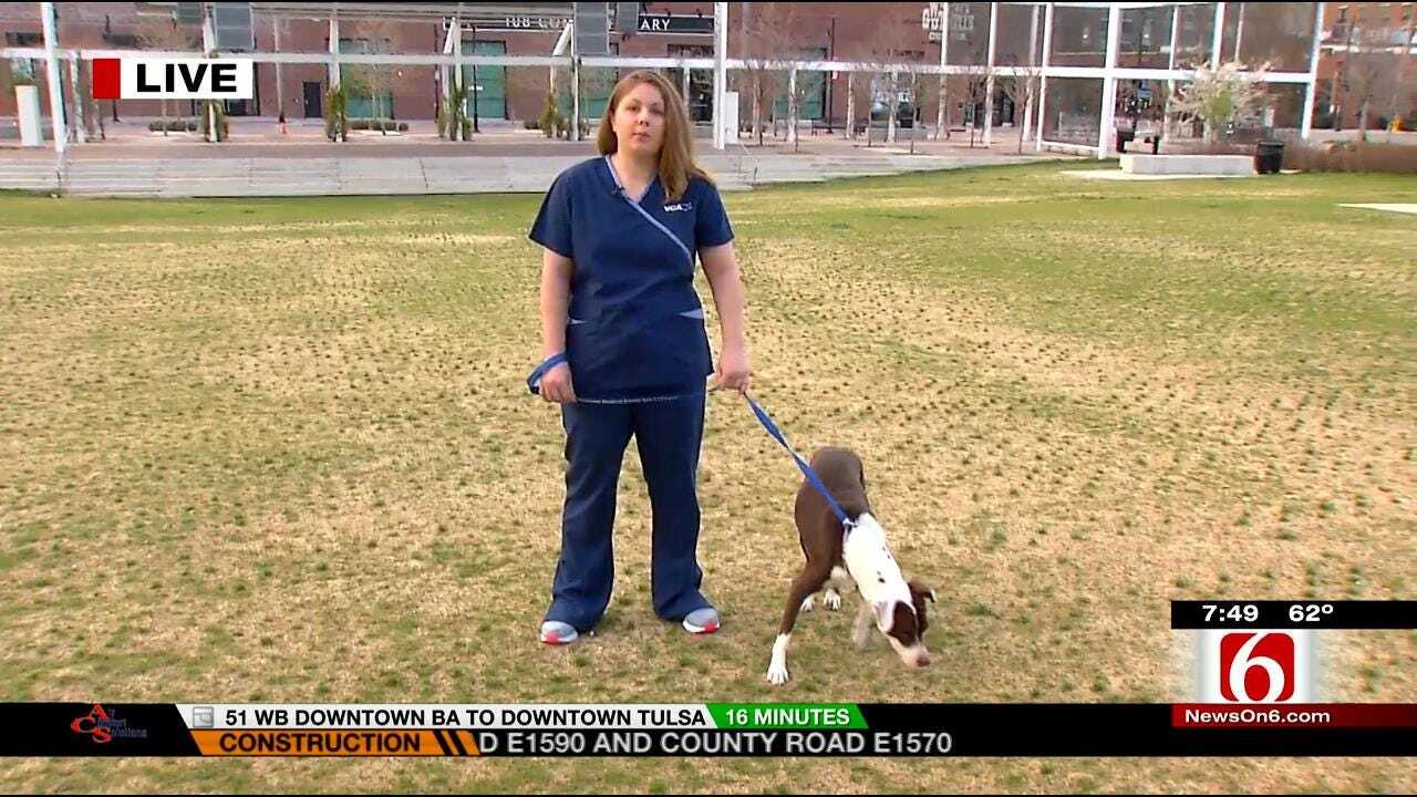 Tulsa Veterinarian Offers Dog Park Safety Tips