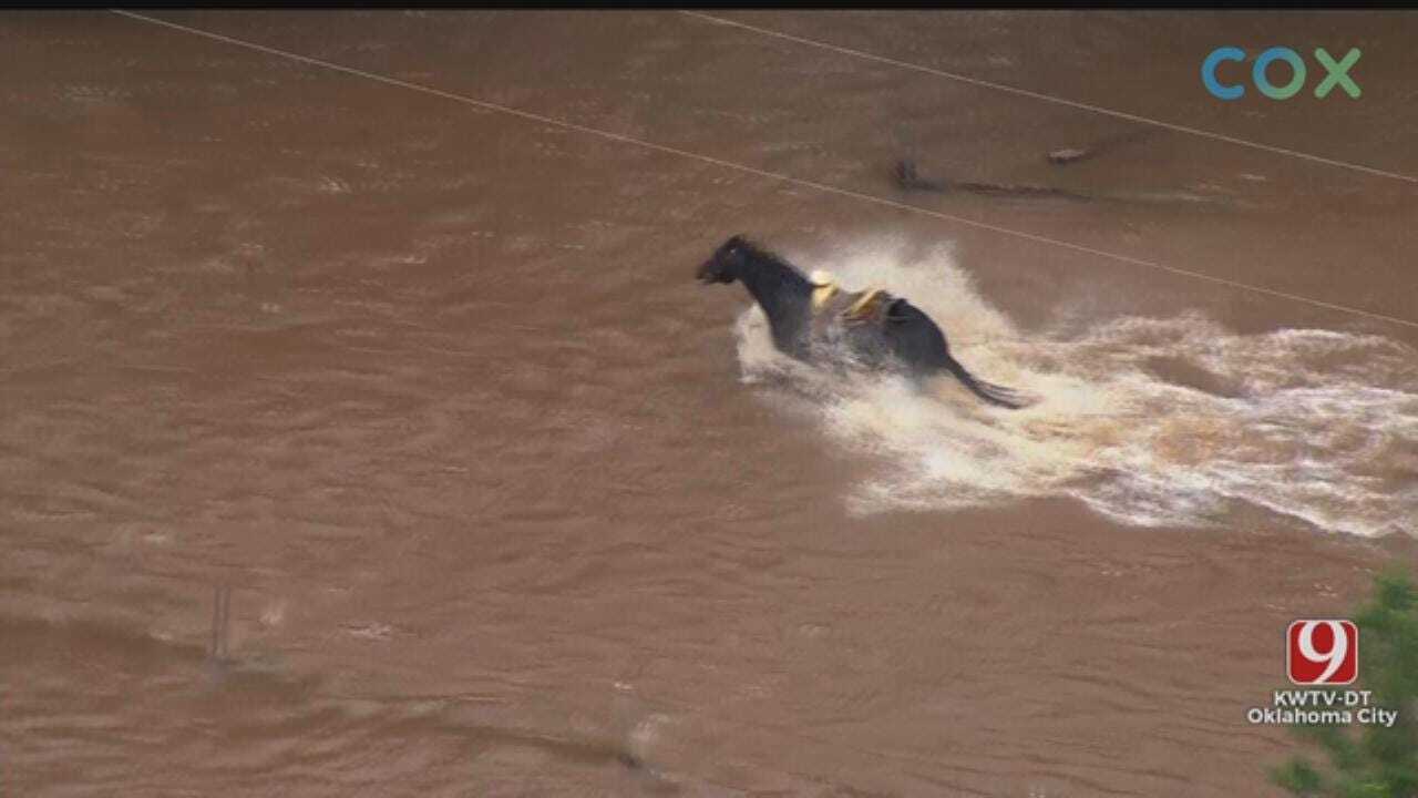 Landowner Moves Cattle, Horses To Safety After Canadian River Floods Areas In Yukon, OKC