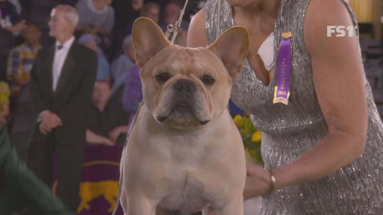 French Bulldog From Bixby Wins Category At Westminster Kennel Club Dog Show