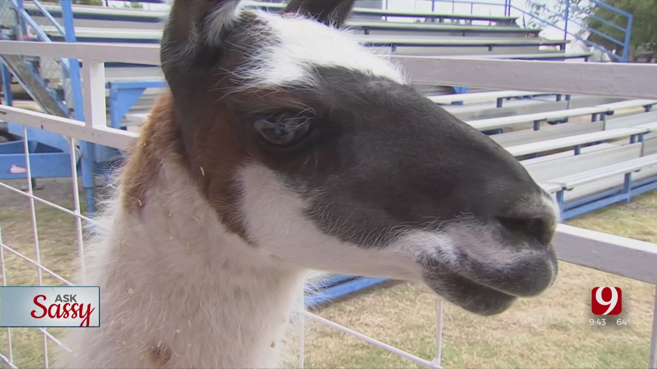 Ask Sassy: Animals At The Fair